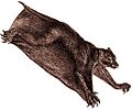 Cynocephalus volans Brehm1883 (white background)