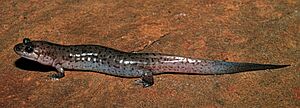 Desmognathus fuscus