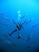 Diver in school of barracudas