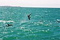 Dusky dolphins, Kaikoura
