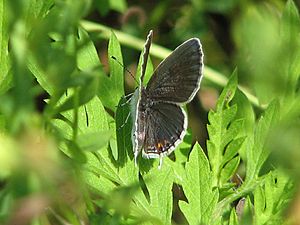 Eastern Tailed Blue 2