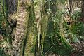 Elaeocarpus holopetalus & Atherosperma - Brown Mountain
