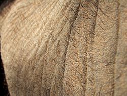 Elephant Skin.jpg