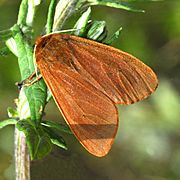 Erebidae - Phragmatobia fuliginosa-001