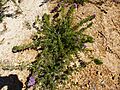 Eremaea violacea (habit)