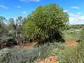 Eremophila oldfieldii (habit)