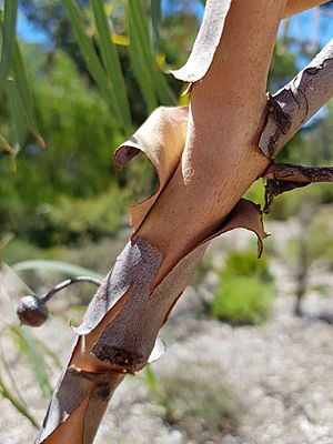EucalyptusSynandra PerthBG-20171224-4