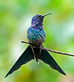 Eupetomena macroura -Piraju, Sao Paulo, Brazil-8
