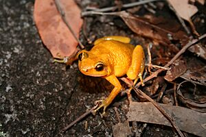 Female of Black Mountain Boulder Frog.jpg
