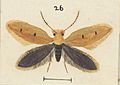 Fig. 26 Sabatinca aemula MA I437912 TePapa Plate-LI-The-butterflies (cropped)