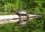 Flickr - Oregon Department of Fish & Wildlife - 072010 western pond turtle wray odfw