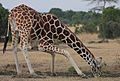 Flickr - Rainbirder - Reticulated Giraffe drinking