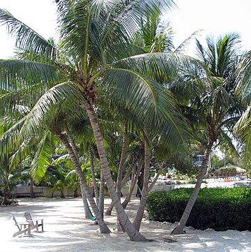 Florida Keys Coconut Palm 2008