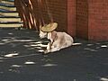 Gary the Goat outside Wagga Wagga Court House