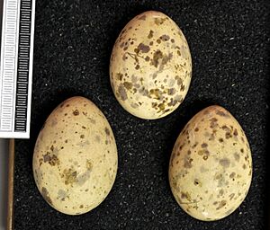 Gelochelidon nilotica MWNH 0396