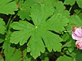 Geraniaceae - Geranium caespitosum var fremontii-2