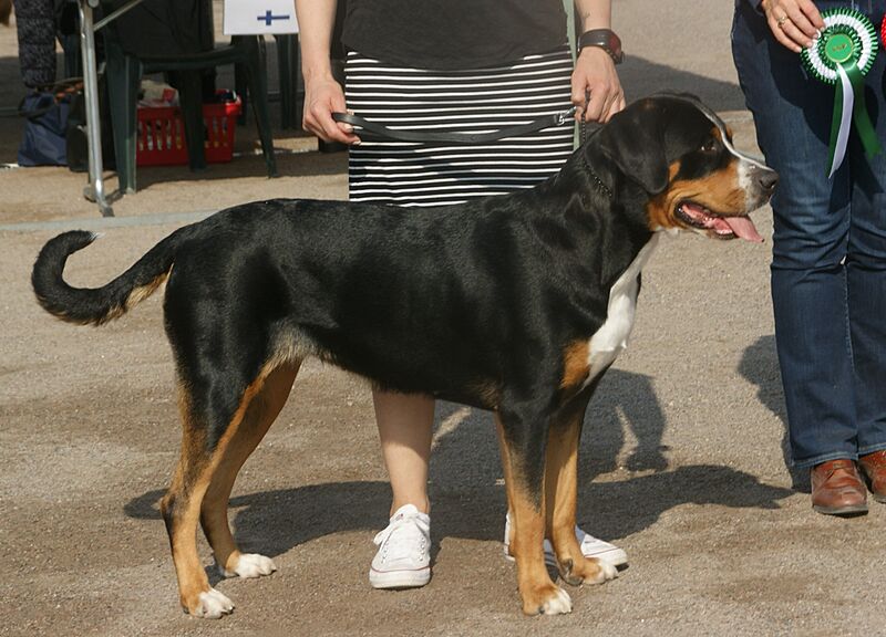Greater Swiss Mountain Dog 2018