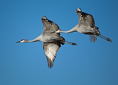 Grus canadensis -Bosque del Apache National Wildlife Refuge, New Mexico, USA -flying-8a (1)