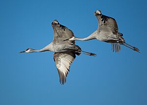 Grus canadensis -Bosque del Apache National Wildlife Refuge, New Mexico, USA -flying-8a (1)