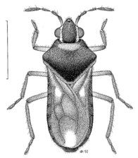 HEMI Veliidae Microvelia macgregory