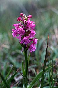 Heath Fragrant Orchid (Gymnadenia borealis) - geograph.org.uk - 701279.jpg