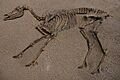 Hipparion sp 87348