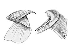 Histioteuthis bonellii beak
