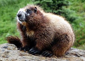 Hoary marmot rainier 2008