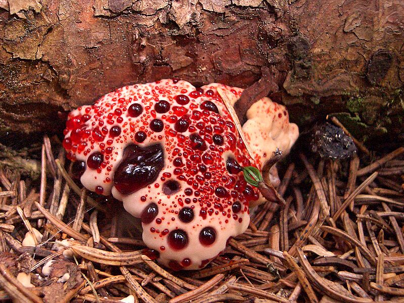 Hydnellum peckii2