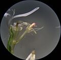 INat-51031397 Symphyotrichum lateriflorum disc florets macro