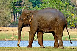 IndianElephant