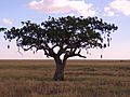 Kigelia africana - sausage tree