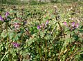 Lamium amplexicaule3