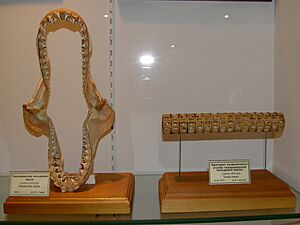 Lamna ditropis parts of the skeleton