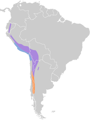 Larus serranus map.svg