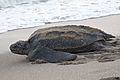 Leatherback Sea Turtle (17665415746)