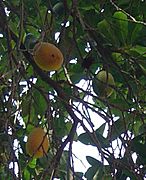 Licania tomentosa (Fruits)
