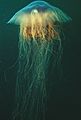 Lion's mane jellyfish, or hair jelly, Cyanea capillata, the largest know jellyfish in Newfoundland, Canada. (21390221575)