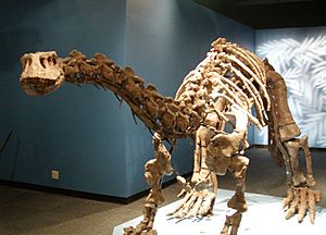 Lufengosaurus magnus2