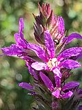 Lythrum salicaria, purple loosestrife, Bardney Limewoods, Southrey Wood, 2018