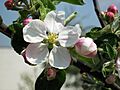 Malus asiatica 1