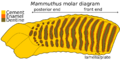 Mammoth molar diagram