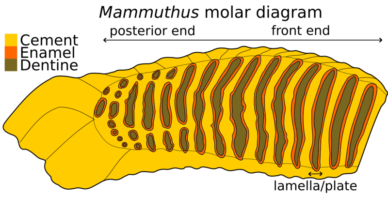 Mammoth molar diagram
