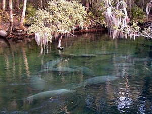 Manatees in Blue Spring