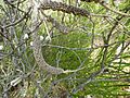 Melaleuca huegelii (fruits)