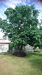Melia azedarach (White Cedar) tree in suburban backyard