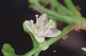 Melicope broadbentiana flower