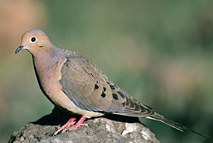 Mourning dove (1)