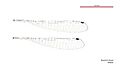 Neosticta fraseri female wings (34787340466)