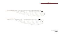 Neosticta fraseri female wings (34787340466)